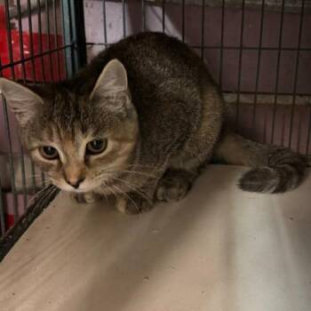 0926-145 Cuddles -  Domestic Short Hair Cat for Adoption in Abingdon, Maryland - 0926-145 Cuddles | PetCurious