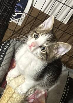 Domestic Short Hair Cats Available for Adoption in Hoffman Estates, Illinois - Mike | PetCurious