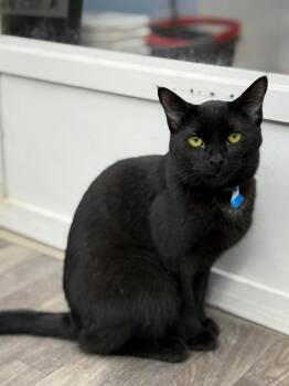 Rescue Domestic Short Hair Cats for Adoption in West Mifflin, Pennsylvania - Enzo | PetCurious
