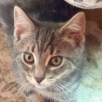 Cosmo -  Domestic Medium Hair Cat for Adoption in Traverse City, Michigan - Cosmo | PetCurious