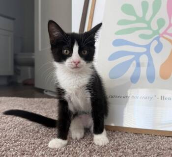 Bongo -  Domestic Short Hair Cat for Adoption in Candler, North Carolina - Bongo | PetCurious