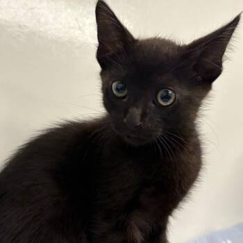 Domestic Short Hair Cats Available for Adoption in West Palm Beach, Florida - Squirtle | PetCurious