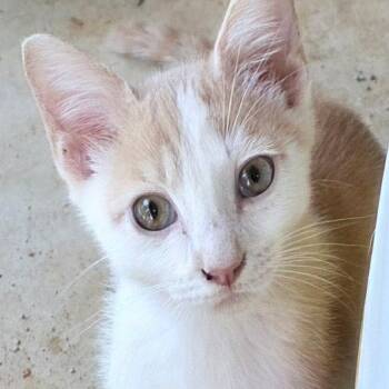 Perseverance -  Domestic Short Hair Cat for Adoption in Brownsboro, Alabama - Perseverance | PetCurious