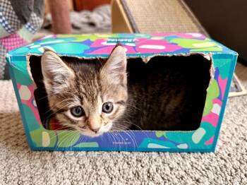 TIGER LILY -  Domestic Short Hair Cat for Adoption in Tustin, California - TIGER LILY | PetCurious