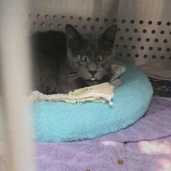 Wiley -  Domestic Short Hair Cat for Adoption in Orange, Virginia - Wiley | PetCurious