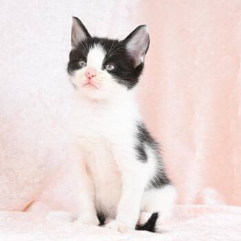 Domestic Medium Hair Cats Available for Adoption in Mobile, Alabama - Archie | PetCurious
