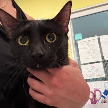 Mavis -  Domestic Short Hair Cat for Adoption in West Des Moines, Iowa - Mavis | PetCurious