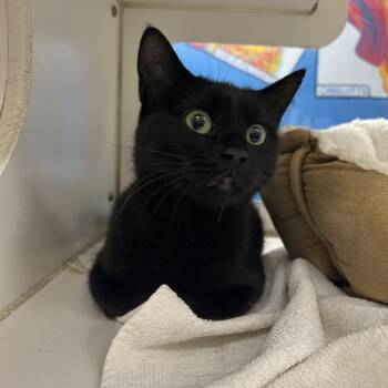 Ivy -  Domestic Short Hair Cat for Adoption in Cheyenne, Wyoming - Ivy | PetCurious