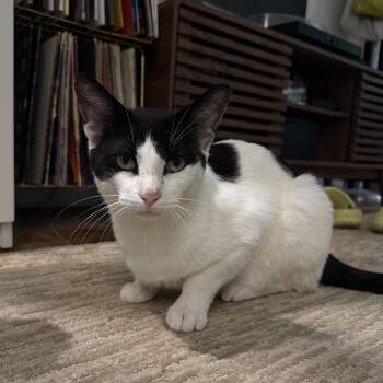 Double Stuf -  Domestic Short Hair Cat Available for Adoption in Houston, Texas - Double Stuf | PetCurious