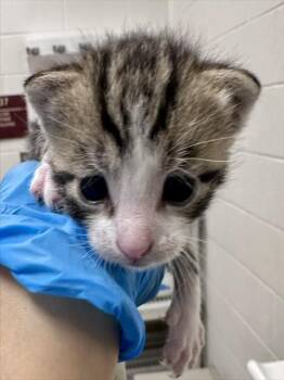 ALOE -  Domestic Short Hair Cat for Adoption in Derwood, Maryland - ALOE | PetCurious