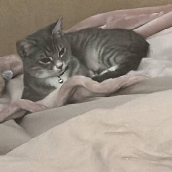 Rescue Domestic Short Hair Cats for Adoption in Hinesville, Georgia - Kali | PetCurious