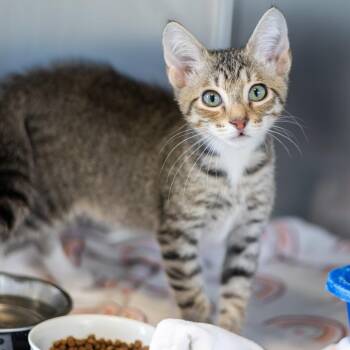 Phil -  Domestic Short Hair Cat for Adoption in Wilmington, Delaware - Phil | PetCurious