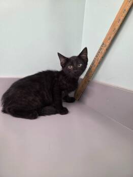 Dawn -  Domestic Short Hair Cat for Adoption in Athens, Tennessee - Dawn | PetCurious