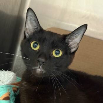 Rescue Domestic Short Hair Cats for Adoption in Goleta, California - Kira | PetCurious