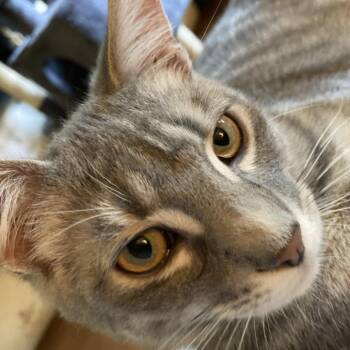 Jupiter -  Domestic Short Hair Cat for Adoption in Cumming, Georgia - Jupiter | PetCurious