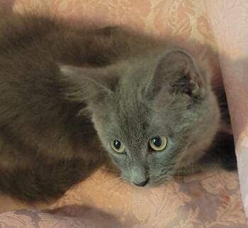 Domestic Medium Hair Cats Available for Adoption in Lawrenceville, Georgia - Asher  | PetCurious