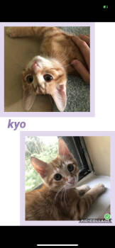 Rescue Tabby Cats for Adoption in Jeffersontown, Kentucky - Kyo | PetCurious