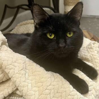 Rescue Domestic Short Hair Cats for Adoption in Stoughton, Wisconsin - TChalla | PetCurious