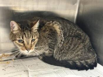 Leonidas -  Domestic Short Hair Cat for Adoption in Chamblee, Georgia - Leonidas | PetCurious