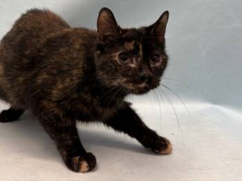 Rescue Domestic Short Hair Cats for Adoption in Golden Valley, Minnesota - Lily | PetCurious