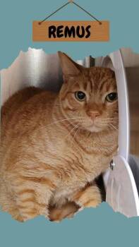 Rescue Domestic Short Hair Cats for Adoption in Ashtabula, Ohio - Remus | PetCurious