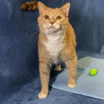 Cooper -  Domestic Short Hair Cat for Adoption in Versailles, Kentucky - Cooper | PetCurious
