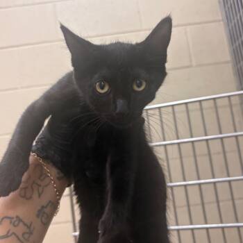 Scooter -  Domestic Short Hair Cat for Adoption in Winston-salem, North Carolina - Scooter | PetCurious