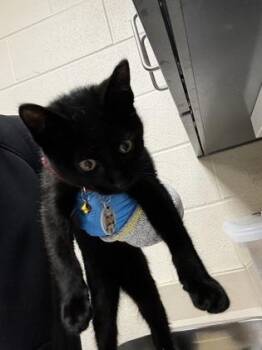 Johnny -  Domestic Short Hair Cat for Adoption in Wichita, Kansas - Johnny | PetCurious