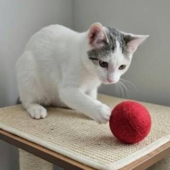 JAMESY -  Domestic Short Hair Cat for Adoption in Delhi, Ontario - JAMESY | PetCurious