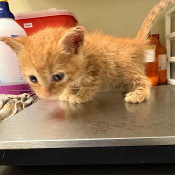 Miny -  Domestic Short Hair Cat for Adoption in Columbus, Georgia - Miny | PetCurious