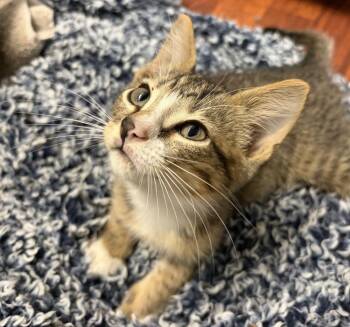 Pomelo -  American Shorthair Cat for Adoption in Tampa, Florida - Pomelo | PetCurious