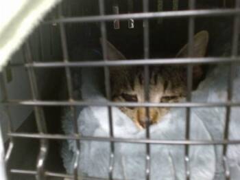 Domestic Short Hair Cats Available for Adoption - A471210 | PetCurious