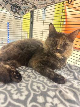 Coco (Cherry grove) -  Domestic Medium Hair Cat for Adoption in Johnson City, Tennessee - Coco (Cherry Grove) | PetCurious