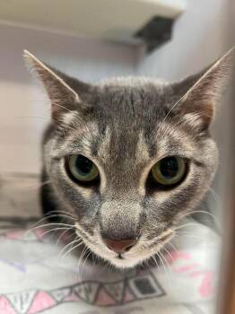 Precious -  Domestic Short Hair Cat for Adoption in Bolivar, Missouri - Precious | PetCurious