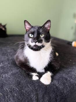 Stache and Natty Boo - Declawed!  -  Tuxedo Cat Available for Adoption in Holland, Michigan - Stache And Natty Boo - Declawed!  | PetCurious