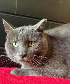 Grayson -  Domestic Short Hair Cat Available for Adoption in Effingham, Illinois - Grayson | PetCurious