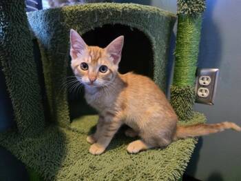 MATILDA -  Domestic Medium Hair Cat for Adoption in Santa Clara, California - MATILDA | PetCurious