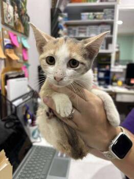 Rescue Domestic Short Hair Cats for Adoption in Statesboro, Georgia - Star | PetCurious