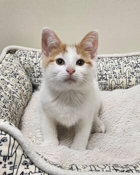 Euro -  Domestic Short Hair Cat for Adoption in Fremont, Ohio - Euro | PetCurious