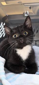 Abracadabra -  Tuxedo Cat for Adoption in Saginaw, Michigan - Abracadabra | PetCurious