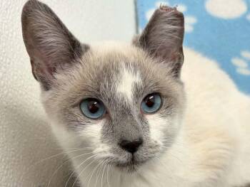 Butterscotch -  Siamese and Domestic Short Hair Cat for Adoption in Republic, Washington - Butterscotch | PetCurious