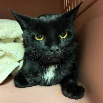 Domestic Short Hair Cats Available for Adoption - Tommy | PetCurious