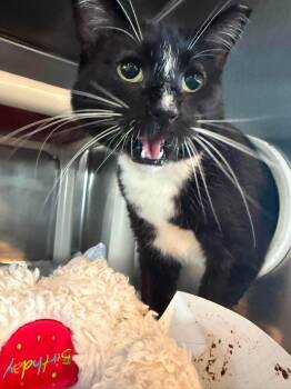 Joey-LONGEST RESIDENT (3.5YRS) -  Domestic Short Hair Cat for Adoption in Myrtle Beach, South Carolina - Joey-LONGEST RESIDENT (3.5YRS) | PetCurious