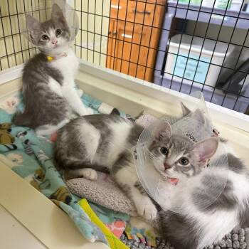 Rambutan -  Domestic Short Hair Cat for Adoption in Woodinville, Washington - Rambutan | PetCurious