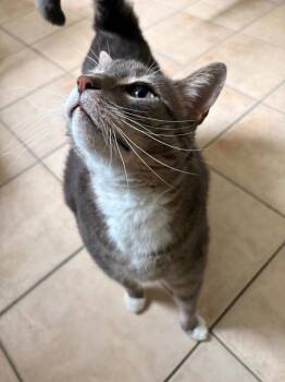 Domestic Short Hair Cats Available for Adoption in Fall River, Massachusetts - Grigio | PetCurious