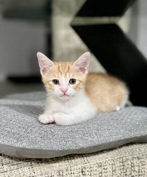 Domestic Medium Hair Cats Available for Adoption in Coachella, California - Kylie | PetCurious