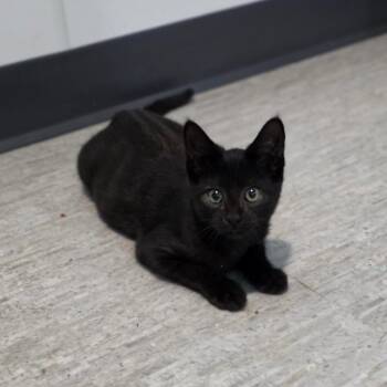 Train -  Domestic Short Hair Cat for Adoption in Muncie, Indiana - Train | PetCurious