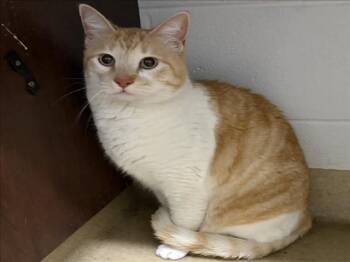 Domestic Medium Hair Cats Available for Adoption - CHEX | PetCurious