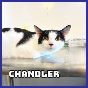Chandler -  Domestic Short Hair Cat for Adoption in Glenwood, Minnesota - Chandler | PetCurious