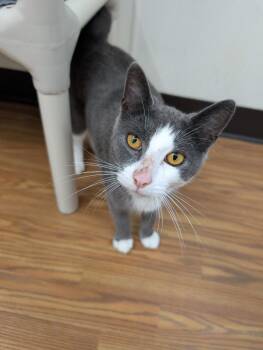Asher -  Domestic Short Hair Cat for Adoption in Plymouth, Connecticut - Asher | PetCurious